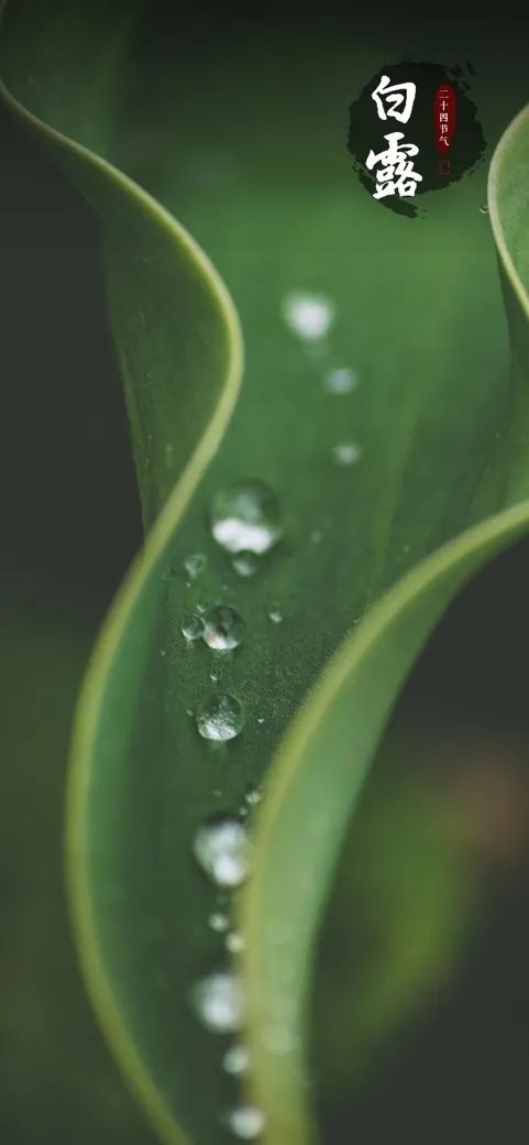 白露：暑热减消，一场秋雨一场凉9687 作者:糖小逗 帖子ID:13578 白露,暑热,秋雨