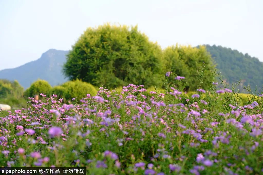 国庆京郊赏秋好去处，秋花烂漫美不胜收~5581 作者:固安攻略 帖子ID:19061 国庆,京郊,好去处,秋花,烂漫