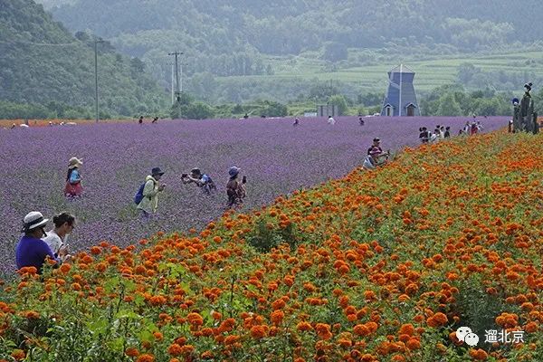 国庆京郊赏秋好去处，秋花烂漫美不胜收~2813 作者:固安攻略 帖子ID:19061 国庆,京郊,好去处,秋花,烂漫