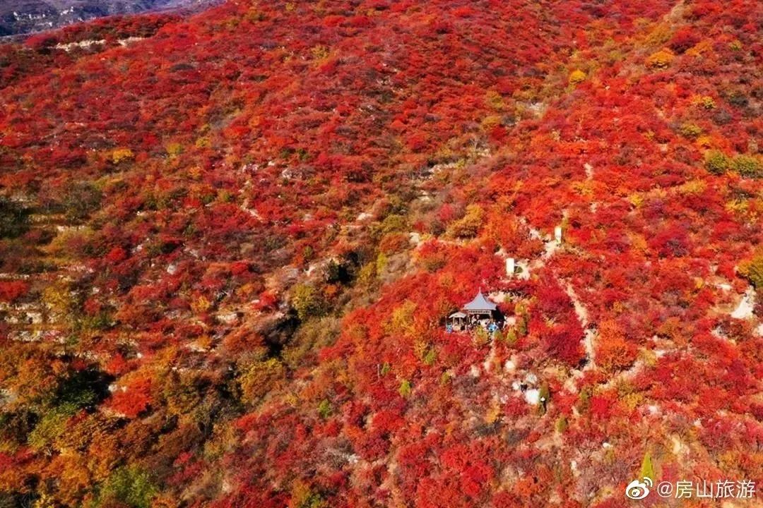 别去香山了！！秋天Zui美红叶，都在这里了！固安人赶紧收藏！7801 作者:白雪霸霸 帖子ID:21380 别去,香山,北京,秋天,红叶