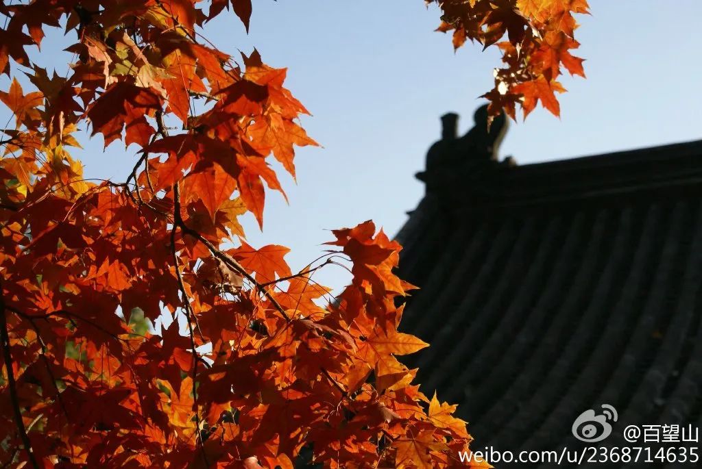 别去香山了！！秋天Zui美红叶，都在这里了！固安人赶紧收藏！457 作者:白雪霸霸 帖子ID:21380 别去,香山,北京,秋天,红叶