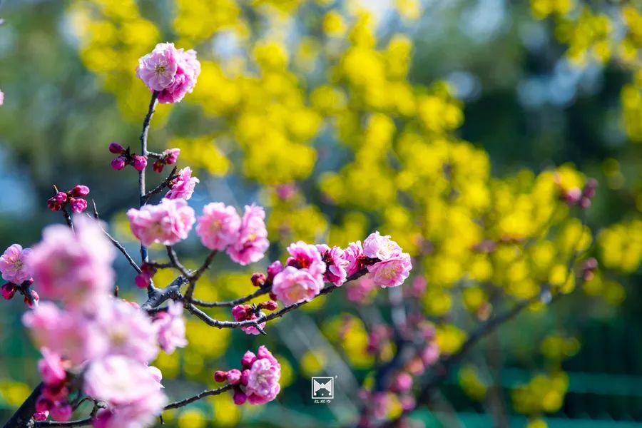 古寺赏花 | 红螺寺繁花如海，假期去正好4482 作者:圆中福 帖子ID:65825 古寺,赏花,红螺寺,繁花,如海