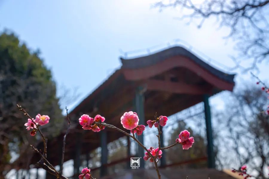 古寺赏花 | 红螺寺繁花如海，假期去正好9310 作者:圆中福 帖子ID:65825 古寺,赏花,红螺寺,繁花,如海