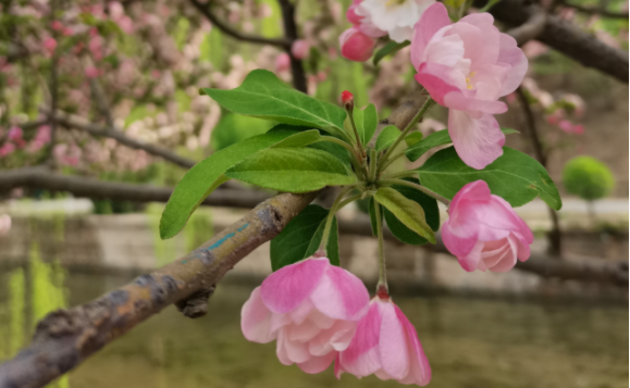 今日谷雨！春渐远，夏将至！快把这些知识讲给孩子吧3815 作者:张邦卓 帖子ID:71786 今日,谷雨,渐远,将至,这些