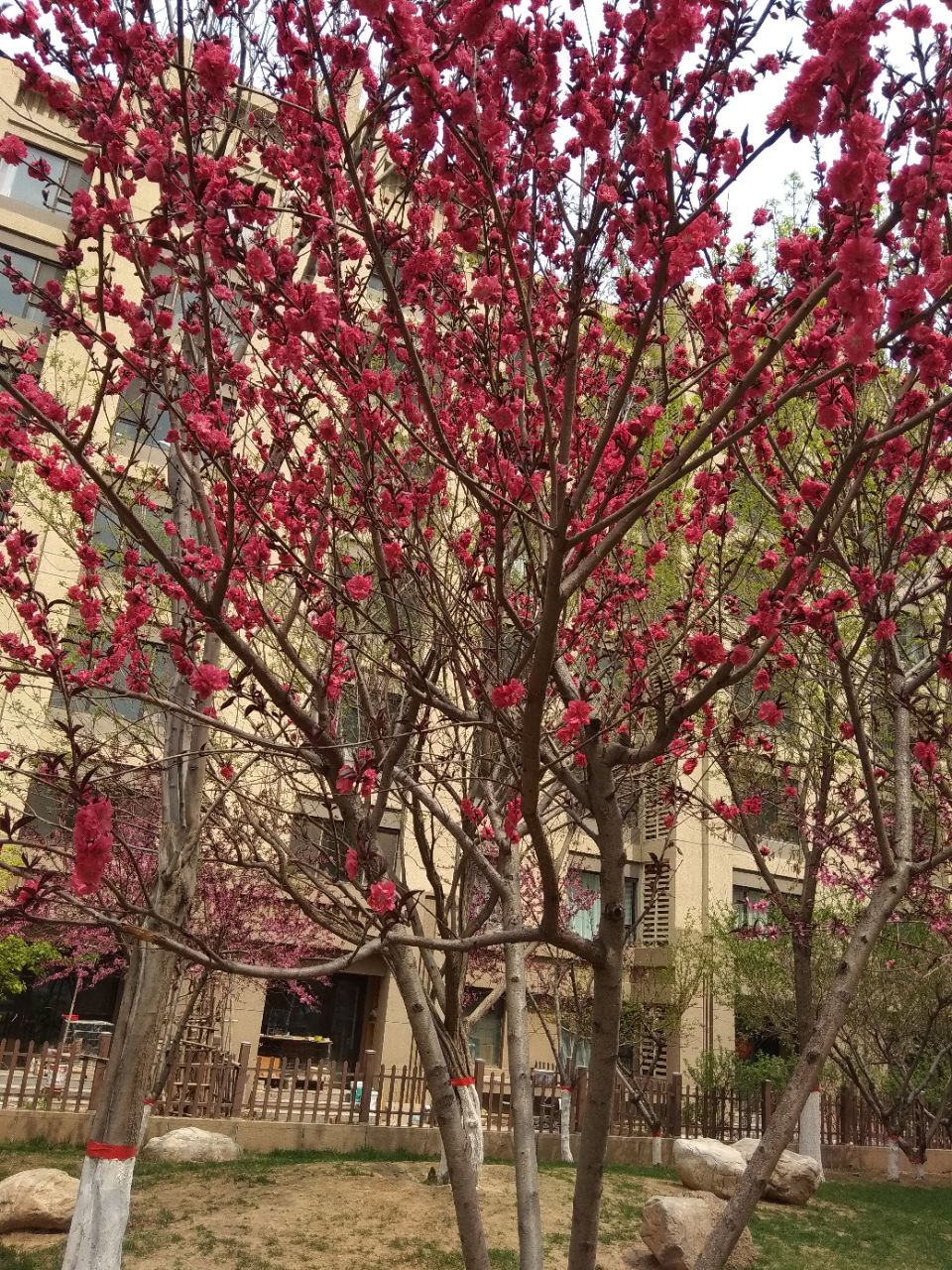 【晚8点红包】春日好景正长！一人一张照片，晒晒你最近拍到的花草绿植142 作者:心胸宽广 帖子ID:72679 红包,春日,好景,正长,一人