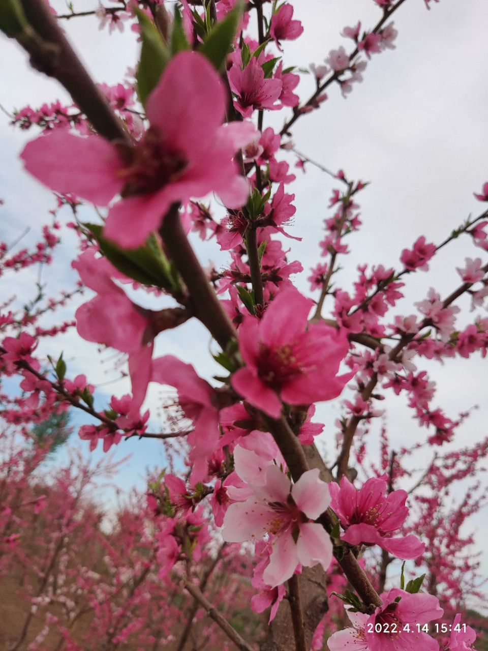 “人间桃源·景韵固安” 2022首届桃花艺术节摄影大赛等你来！！3683 作者:梅影横窗瘦 帖子ID:74507 