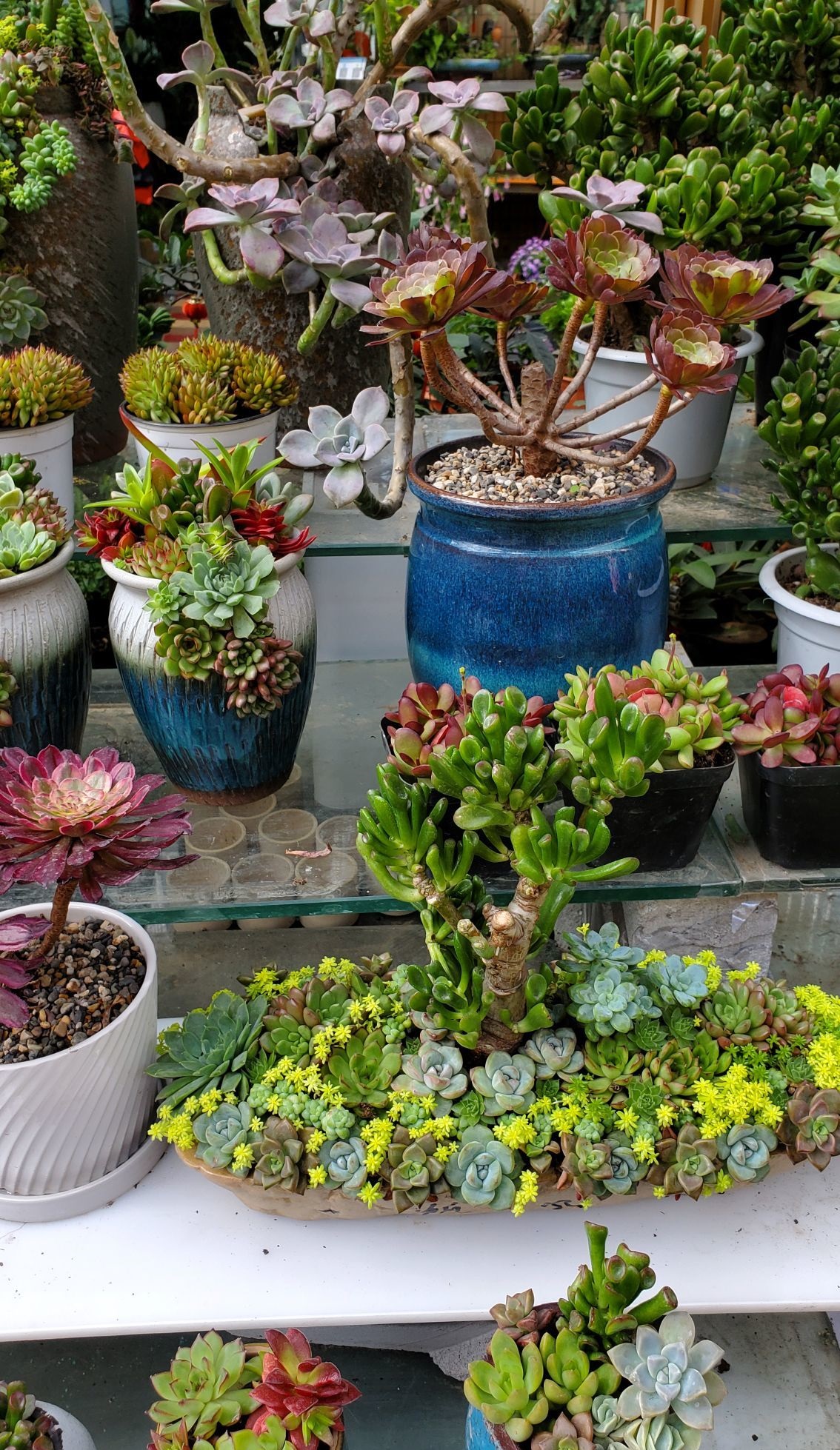 今天去了花鸟鱼虫市场，一进去就是香香的花香味，太上头了，花的种类5520 作者:琅琊小醉翁 帖子ID:84094 今天,花鸟鱼虫,市场,进去,就是