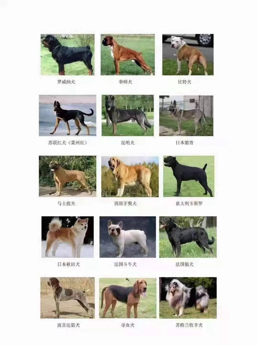 固安又一起恶犬伤人事件！这些狗最好不要养！有潜在风险！9202 作者:半心半城半回忆 帖子ID:87227 固安,一起,恶犬,伤人,事件