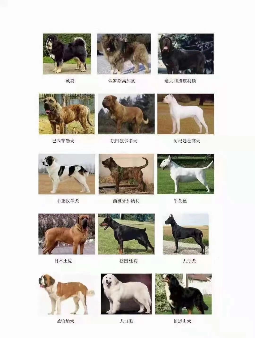 固安又一起恶犬伤人事件！这些狗最好不要养！有潜在风险！2197 作者:半心半城半回忆 帖子ID:87227 固安,一起,恶犬,伤人,事件