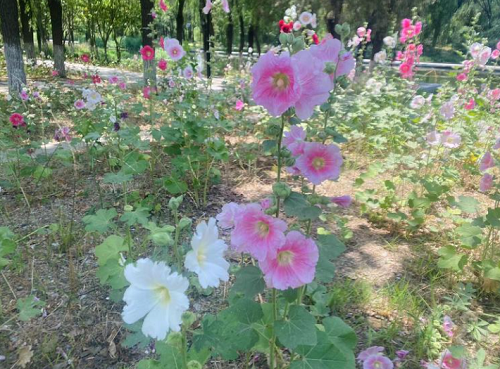 固安的“花海”打卡地！路过的我直接被这大片的花所吸引19 作者:晓若薇心 帖子ID:89128 固安,花海,打卡,直接,大片