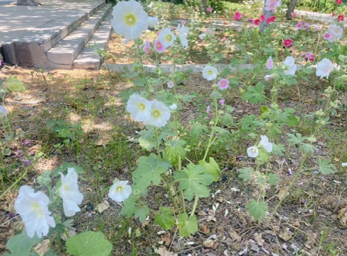 固安的“花海”打卡地！路过的我直接被这大片的花所吸引8719 作者:晓若薇心 帖子ID:89128 固安,花海,打卡,直接,大片