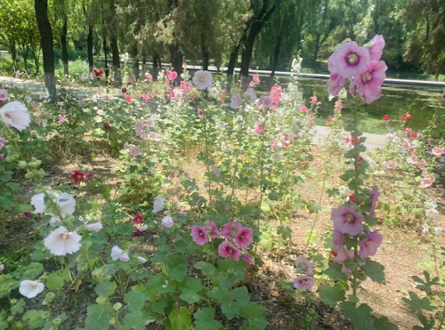 固安的“花海”打卡地！路过的我直接被这大片的花所吸引7802 作者:晓若薇心 帖子ID:89128 固安,花海,打卡,直接,大片