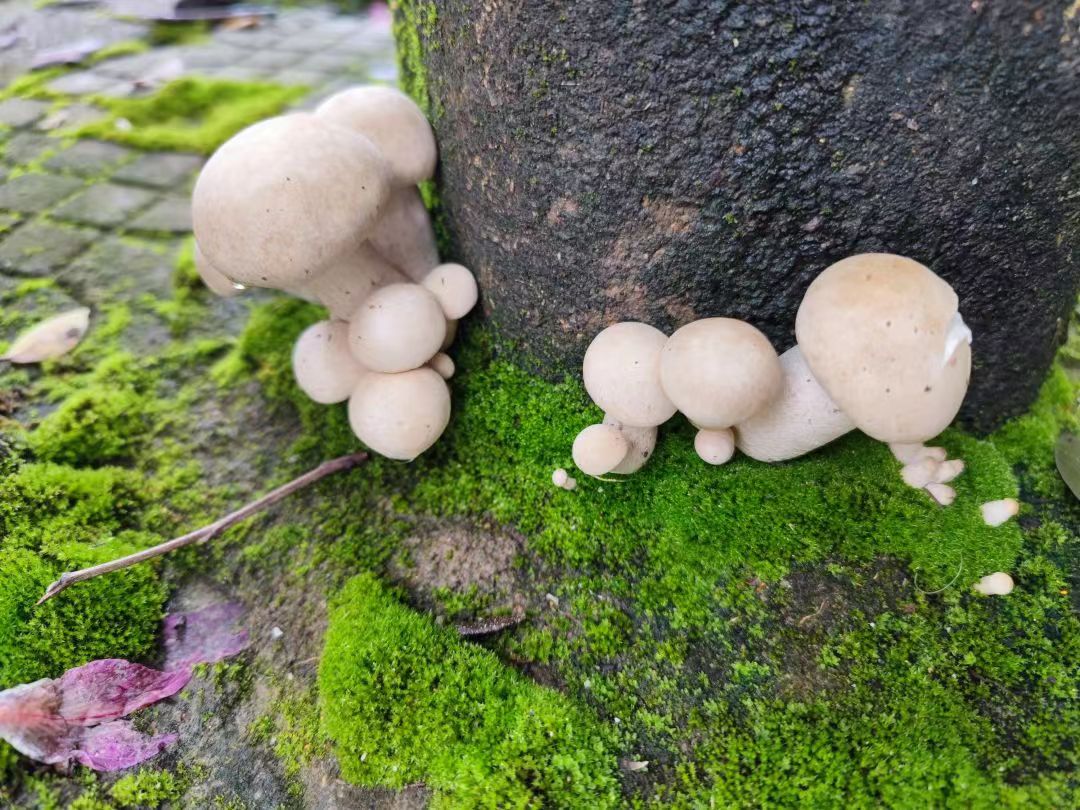 圈友们，这是我们小区树底下长得蘑菇，能吃吗？没看着不像花里胡哨有...2275 作者:静小妞 帖子ID:89161 我们,小区,底下,蘑菇,能吃吗