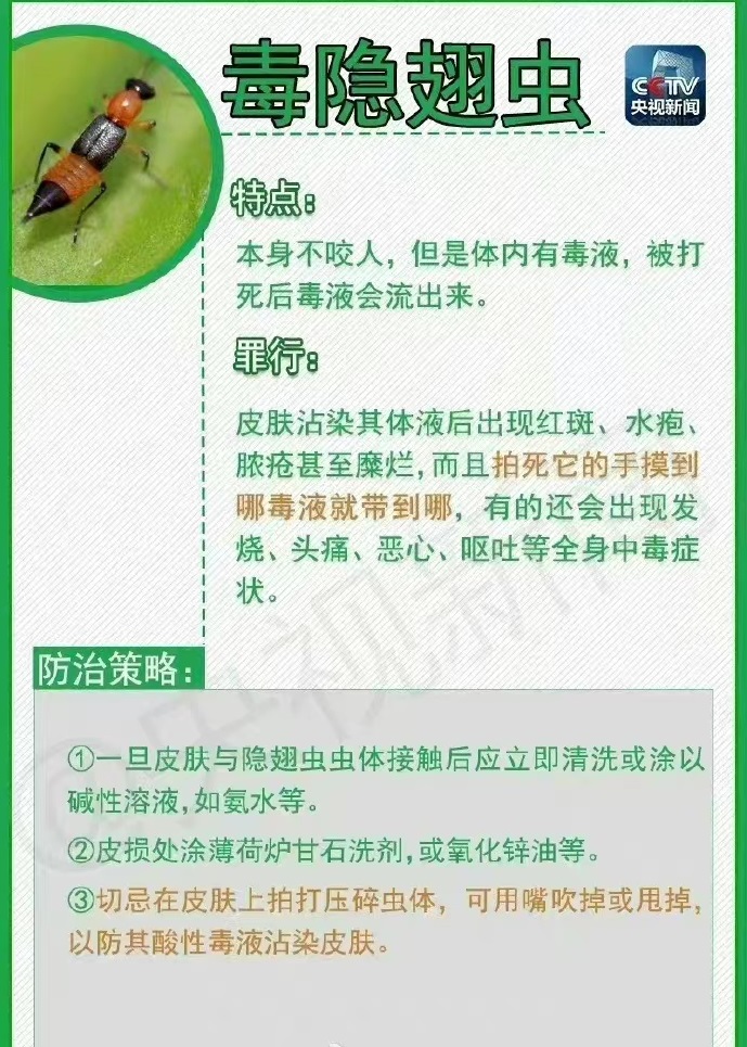 可怕！男子被蜘蛛咬后手臂肿得发亮进ICU5633 作者:风筝～ 帖子ID:102430 可怕,男子,蜘蛛,手臂,发亮