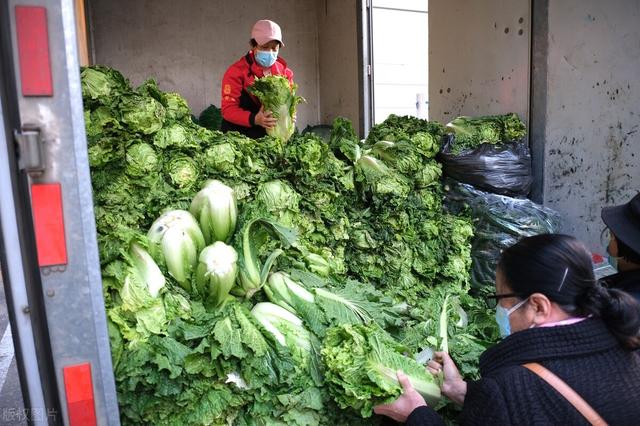 保存白菜很简单，牢记3点，放一冬也新鲜，不烂菜帮不黄叶不长芽1173 作者:北漂宝妈 帖子ID:139327 保存,白菜,很简单,简单,牢记