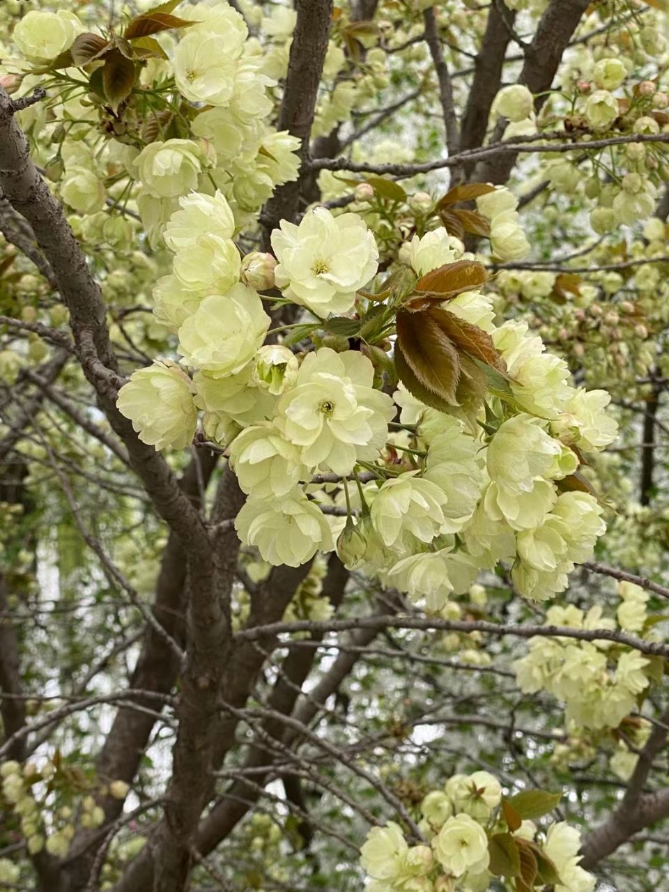 【晚8点红包】春风吹到固安啦！一人推荐一个最适合初春拍照赏花的地方吧！2557 作者:方城不夏 帖子ID:188155 红包,春风吹,固安,一人,推荐