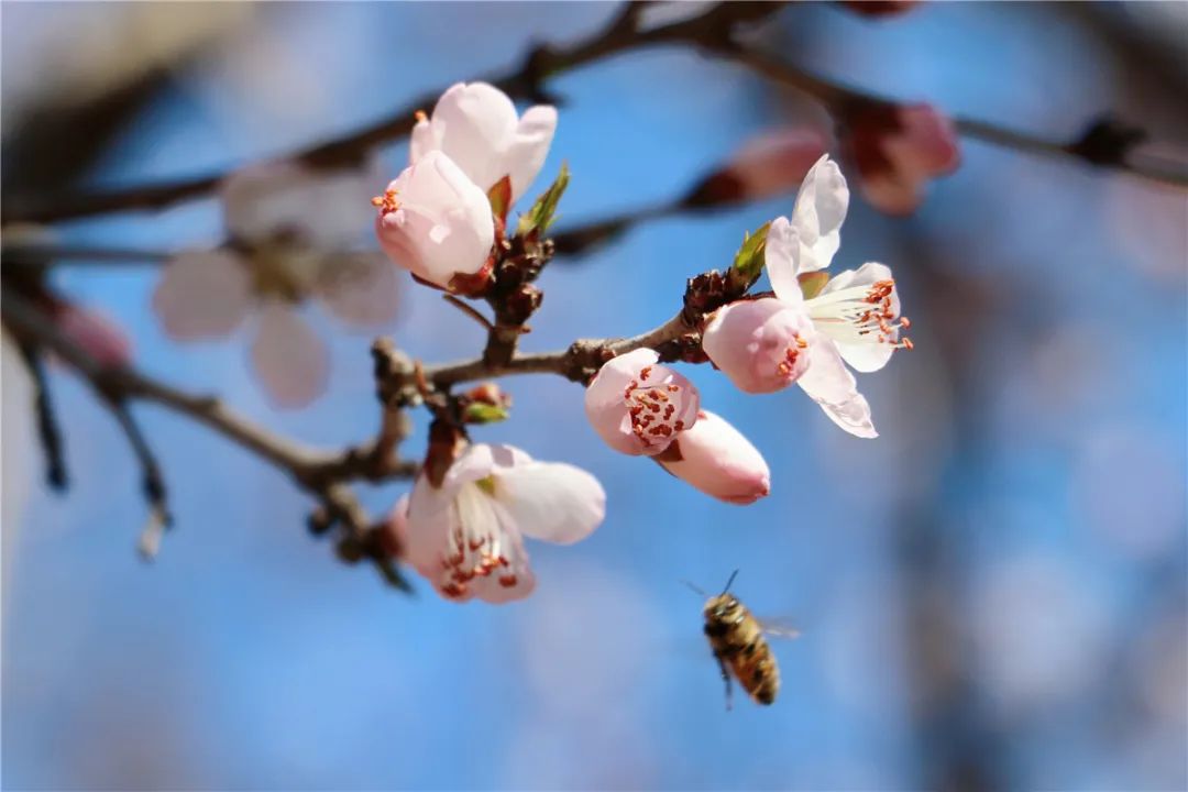 @固安人！花开成海！再过几天，海淀这座山将美成童话！（内含攻略）7425 作者:一寸月光 帖子ID:191270 固安人,花开成海,成海,几天,海淀