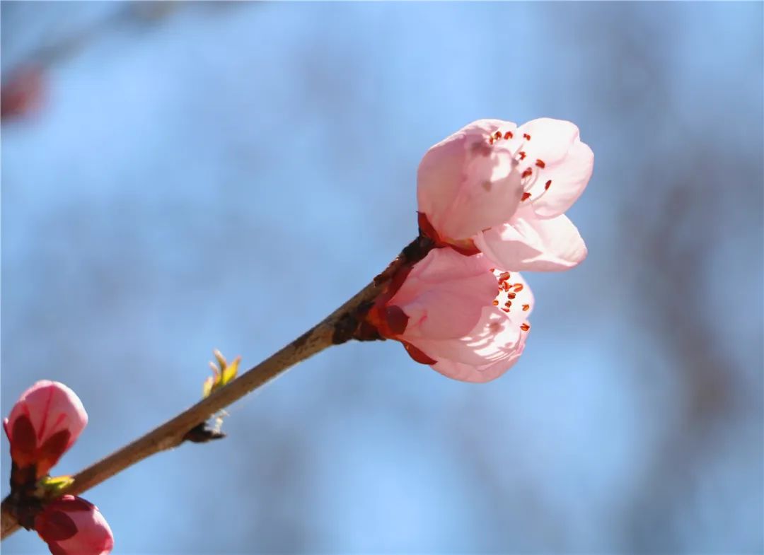 @固安人！花开成海！再过几天，海淀这座山将美成童话！（内含攻略）246 作者:一寸月光 帖子ID:191270 固安人,花开成海,成海,几天,海淀