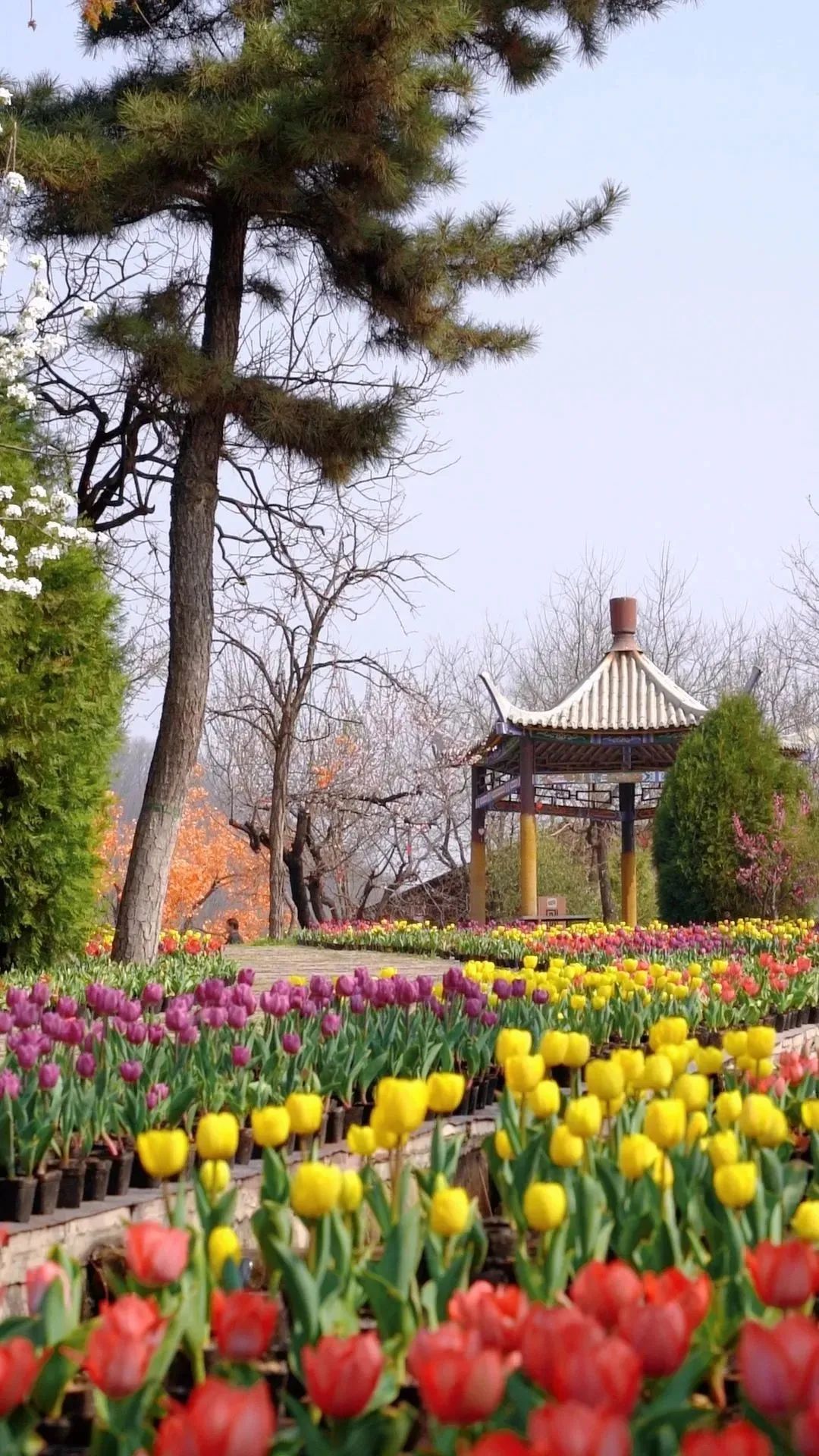 春花“顶流”上线！来这里和郁金香花海撞个满怀~8757 作者:一寸月光 帖子ID:198275 春花,上线,这里,金香花,花海