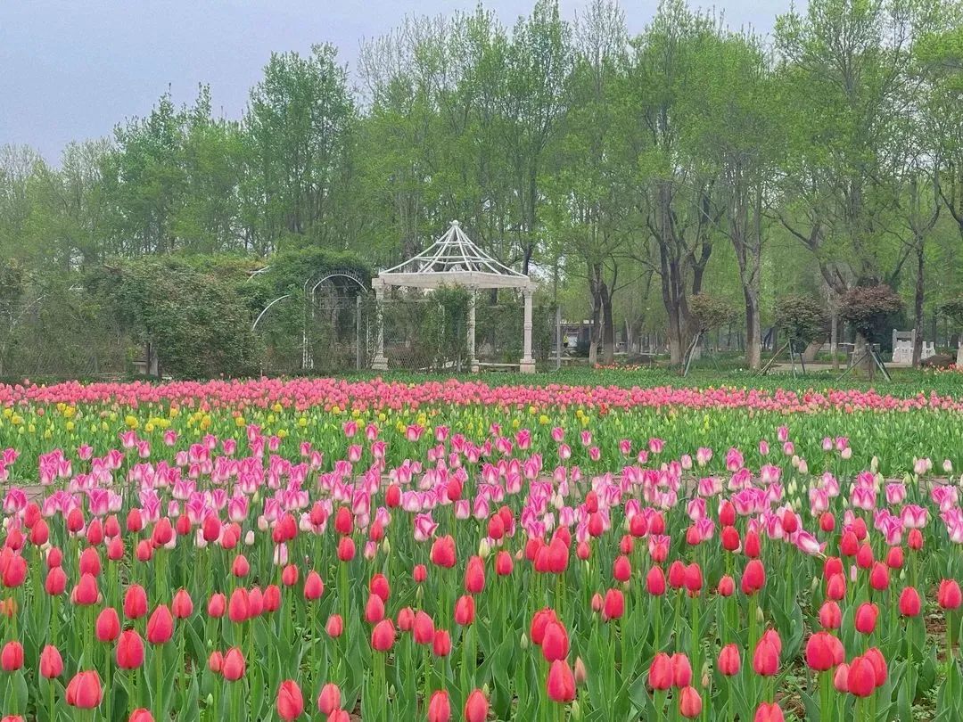 春花“顶流”上线！来这里和郁金香花海撞个满怀~5622 作者:一寸月光 帖子ID:198275 春花,上线,这里,金香花,花海