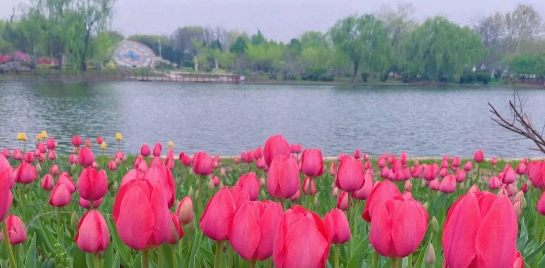 春花“顶流”上线！来这里和郁金香花海撞个满怀~1202 作者:一寸月光 帖子ID:198275 春花,上线,这里,金香花,花海