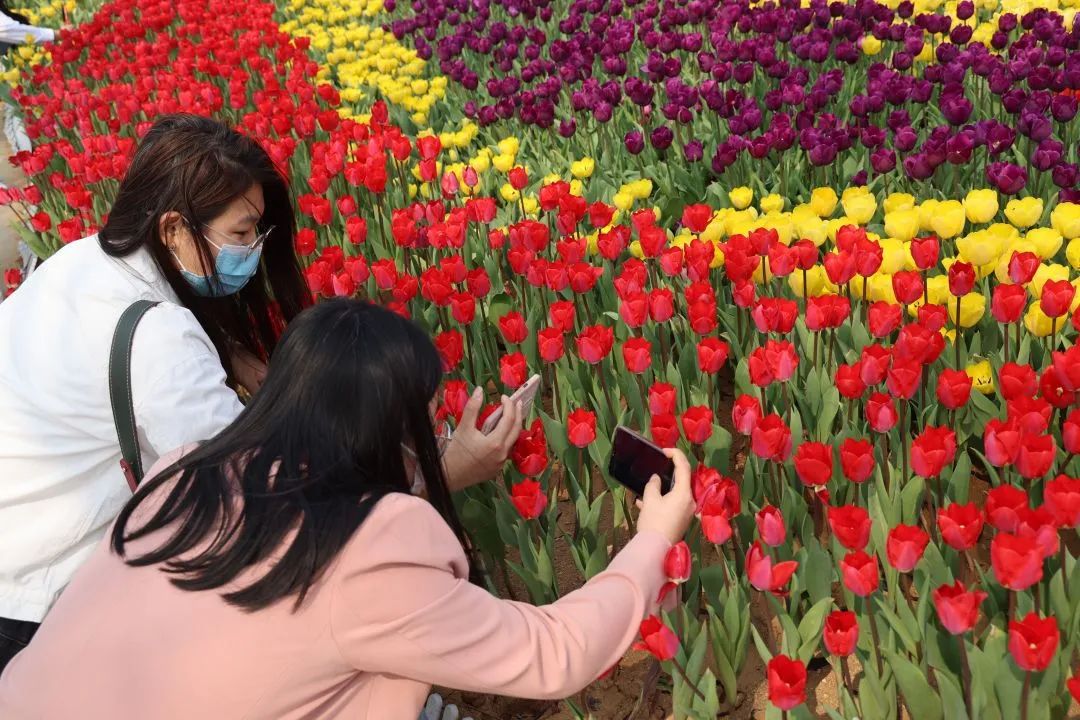 春花“顶流”上线！来这里和郁金香花海撞个满怀~5892 作者:一寸月光 帖子ID:198275 春花,上线,这里,金香花,花海