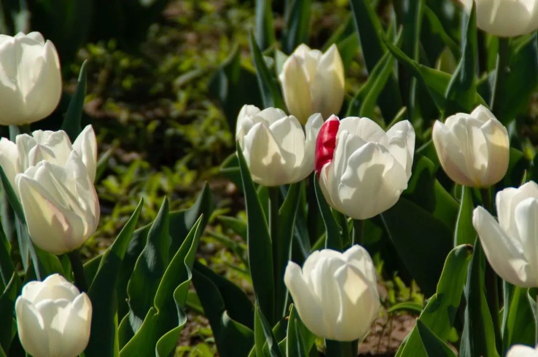 春花“顶流”上线！来这里和郁金香花海撞个满怀~6741 作者:一寸月光 帖子ID:198275 春花,上线,这里,金香花,花海