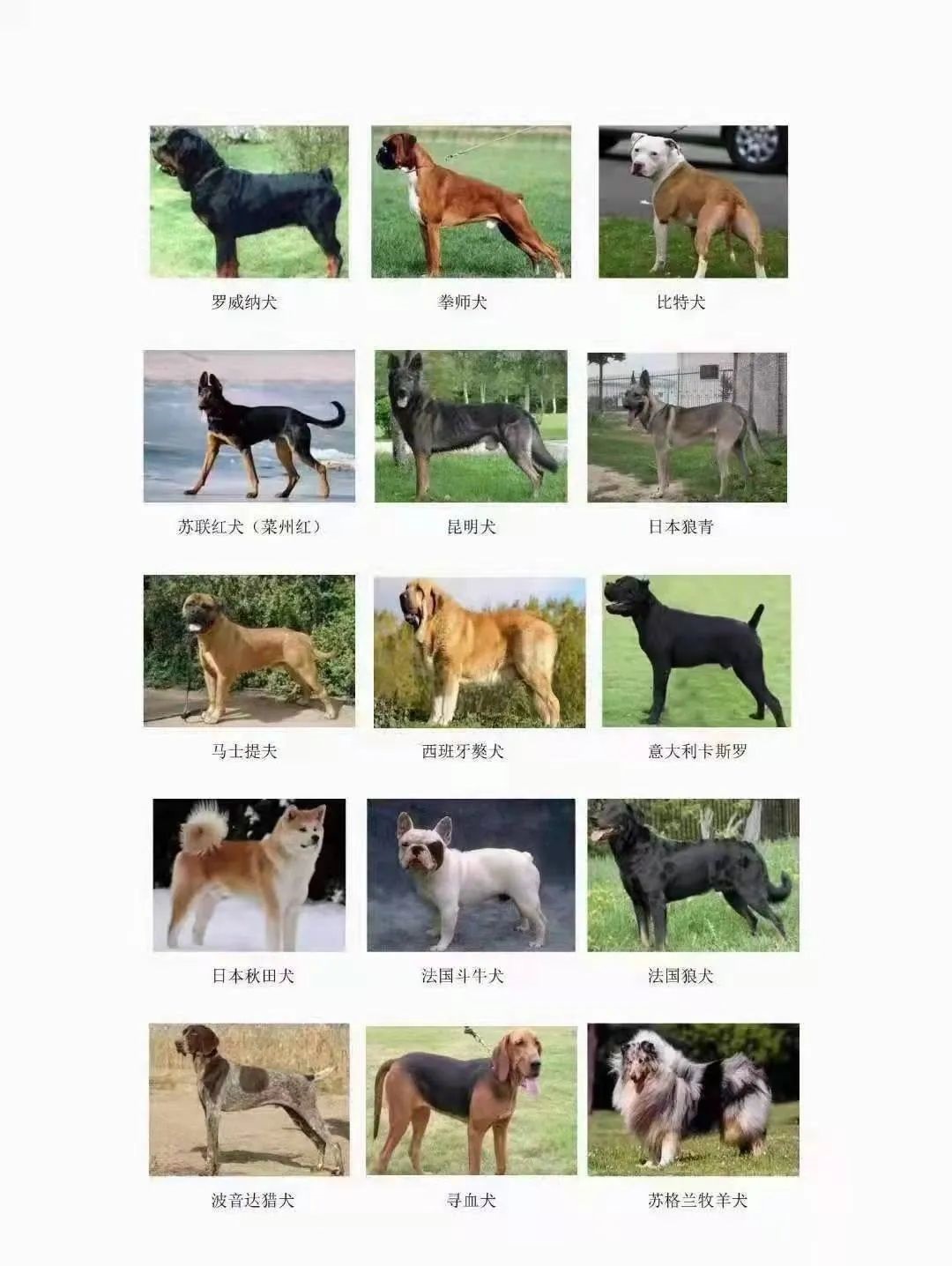 固安禁止养的犬类有这些，办理犬证攻略&gt;&gt;6910 作者:一寸月光 帖子ID:255493 固安,禁止,这些,办理,攻略