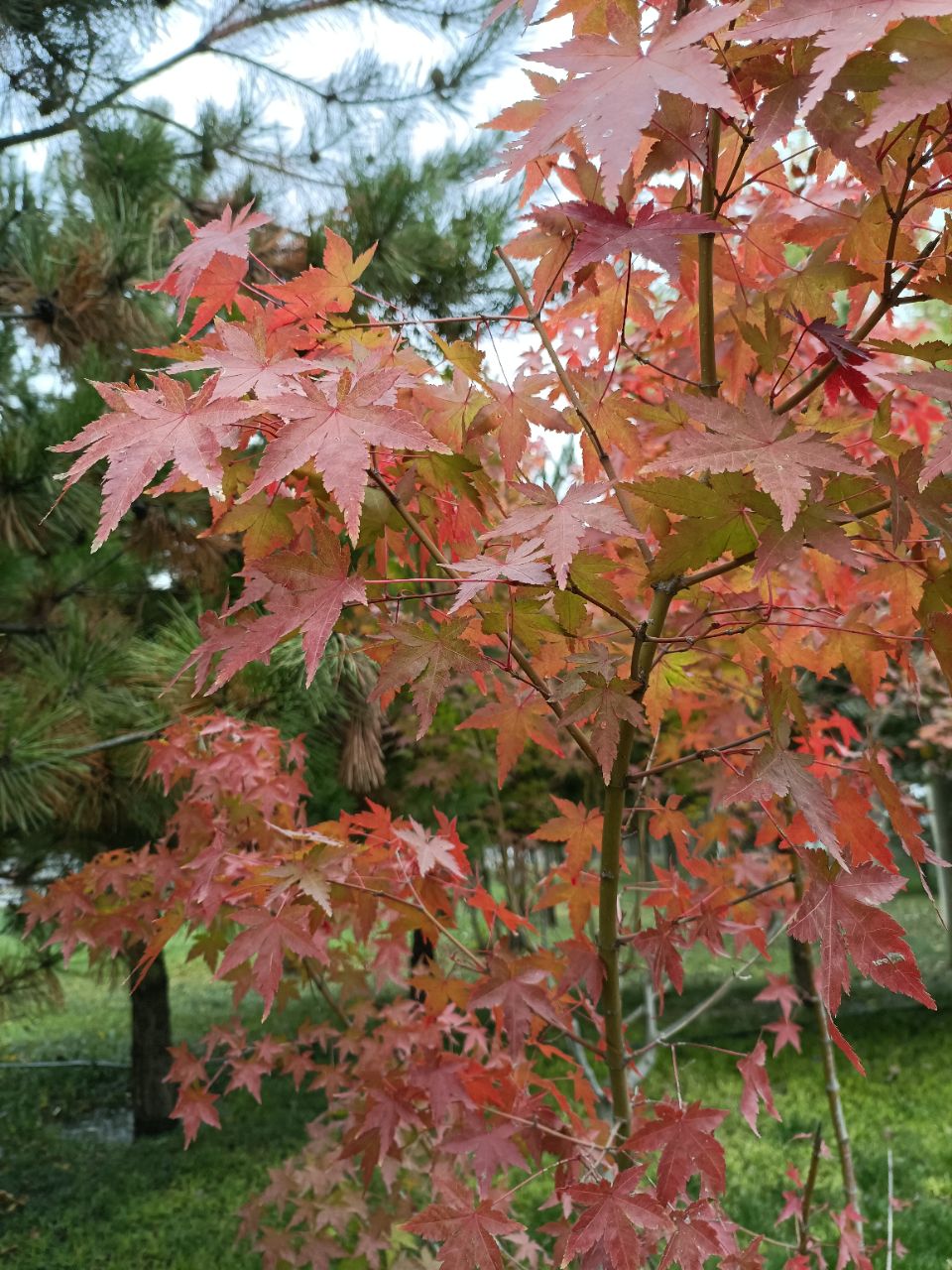 【晚8点红包】今日立冬秋天结束啦，评论区晒出你拍到的固安秋天吧！1808 作者:明天会更好0922 帖子ID:261146 