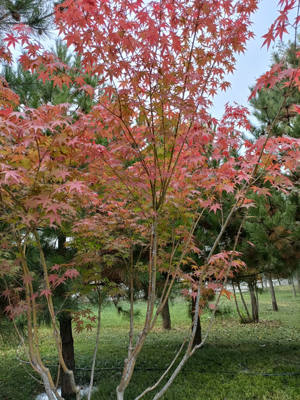 【晚8点红包】今日立冬秋天结束啦，评论区晒出你拍到的固安秋天吧！819 作者:明天会更好0922 帖子ID:261146 