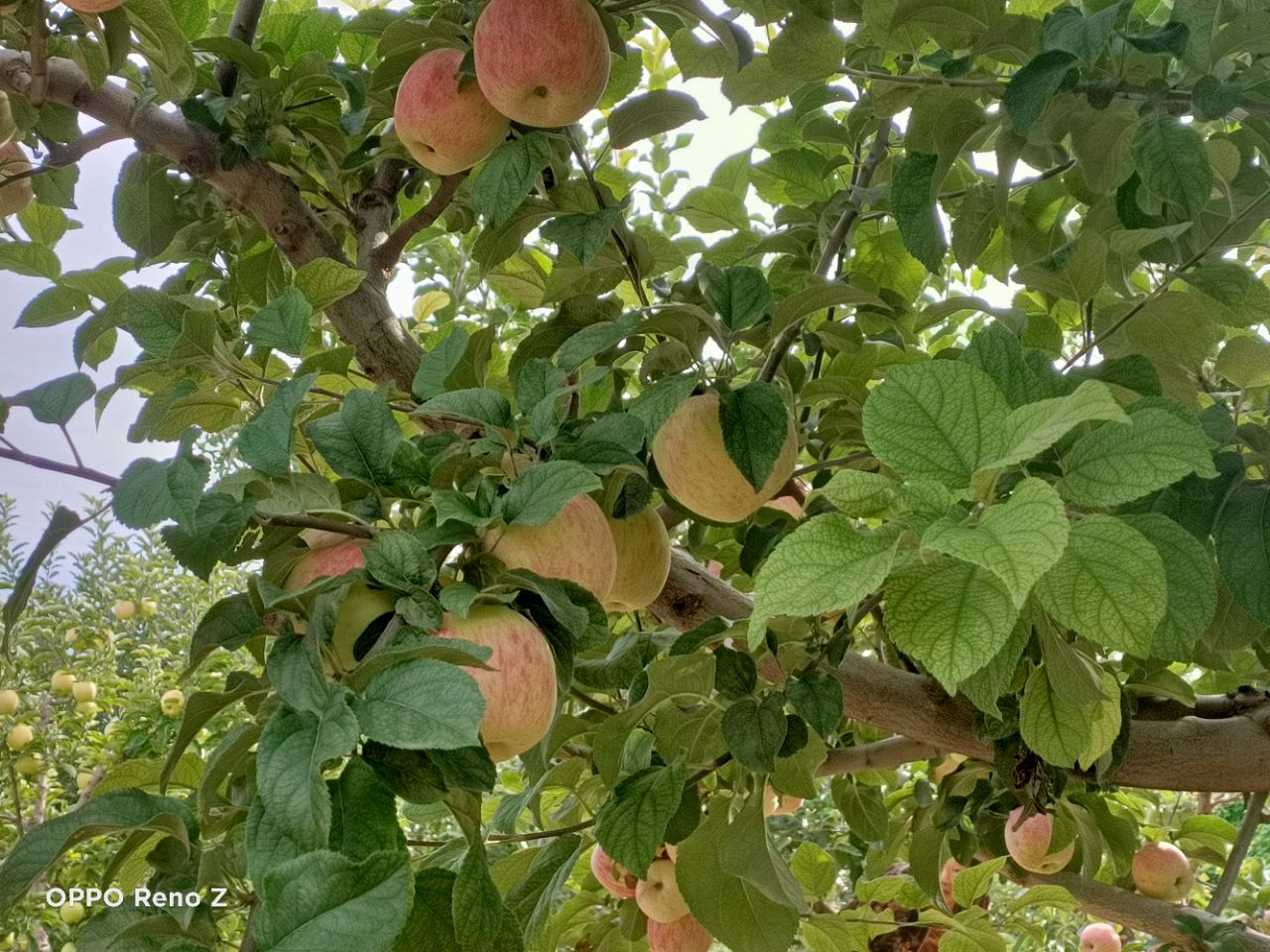 【晚8点红包】今日立冬秋天结束啦，评论区晒出你拍到的固安秋天吧！6150 作者:王者归来jie 帖子ID:261146 