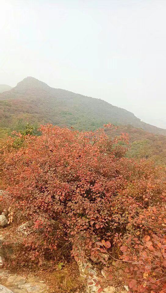 【晚8点红包】今日立冬秋天结束啦，评论区晒出你拍到的固安秋天吧！5896 作者:A验车，保险， 帖子ID:261146 